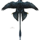 Illustration for article titled This four-winged dinosaur is helping rewrite the book on prehistoric plumage